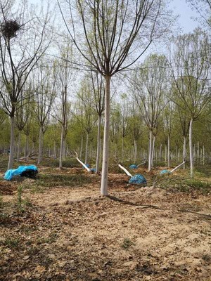 黄骅丝棉木工程苗基地一年长多少公分